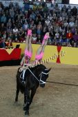 Filename=alsfeld2012_25068.jpg
Filesize=173KiB
Dimensions=533x800
Date added=Jul 26, 2012 alsfeld2012_25068.jpg